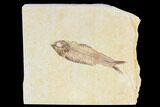 Fossil Fish (Knightia) - Wyoming #108299-1